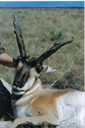 Lifeless Antelope Close Up